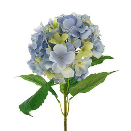 Hydrangeas
