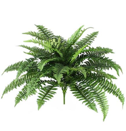 Ferns