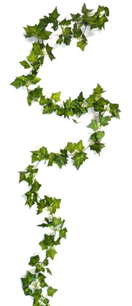 Ivy leaf 210cm