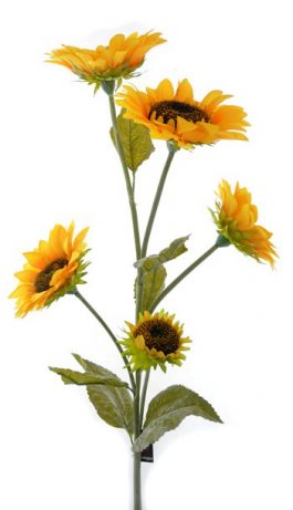 5Hs Sunflower 114cm
