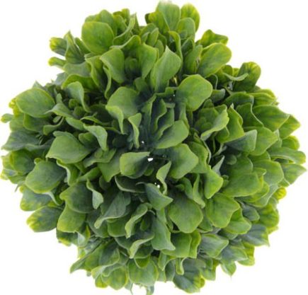 Leaf ball topiary 30cm