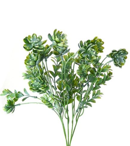 Jade Plant Bunch 43cm