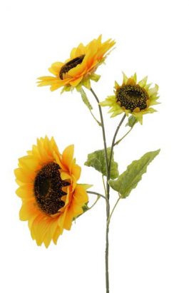 Sm 3Hs Sunflower 95cm