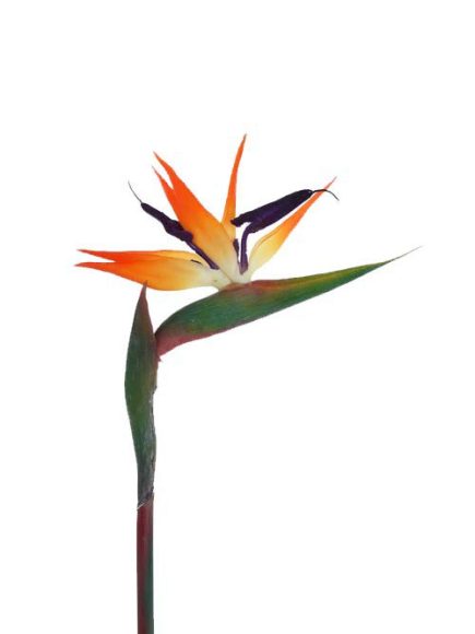 Bird of paradise 85cm