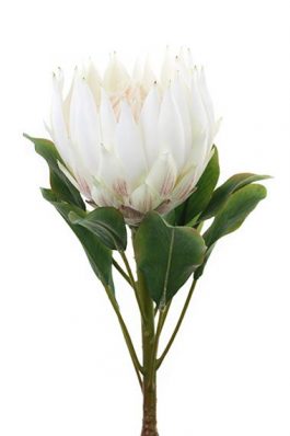 King Protea 73CM