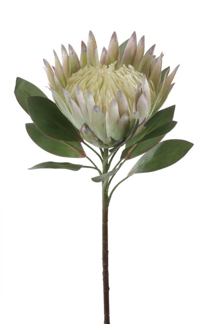 King Protea 76cm