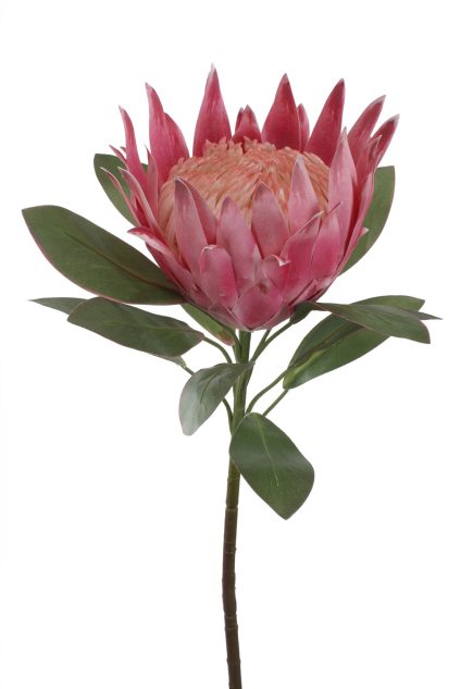 King Protea 76cm