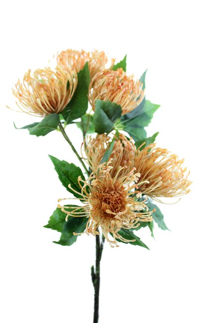 Pincushion Protea Spray 52cm