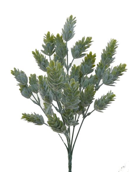 Hop Bush 32cm