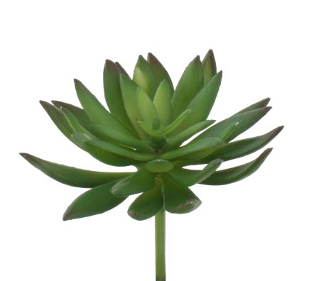 Agavoides Succulent D9cmxH10cm