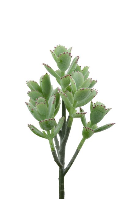 Bear's Paw Succulent 22cm