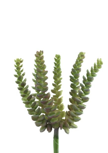 Tom Thumb Succulent 20cm