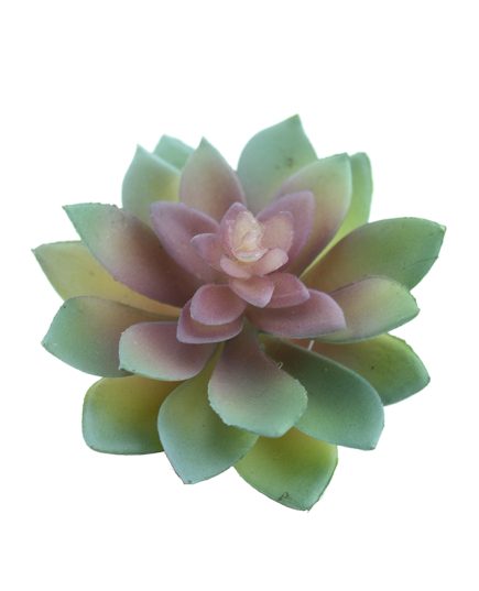 Ghost Plant Succulent 9x11cm