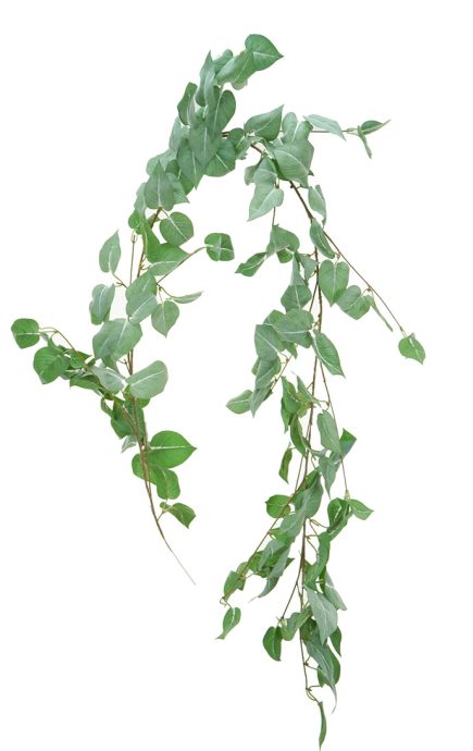 Fury Pothos Garland 170cm