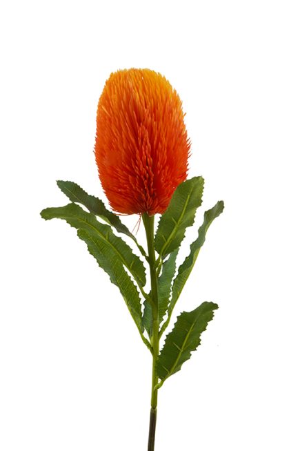 Banksia Stem 65cm