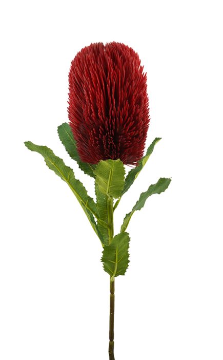 Banksia Stem 65cm