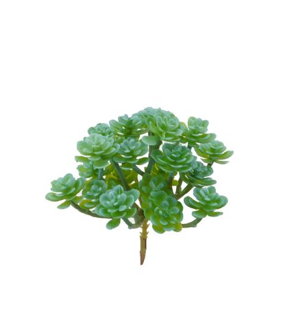 Crassula Succulent D10x11cm