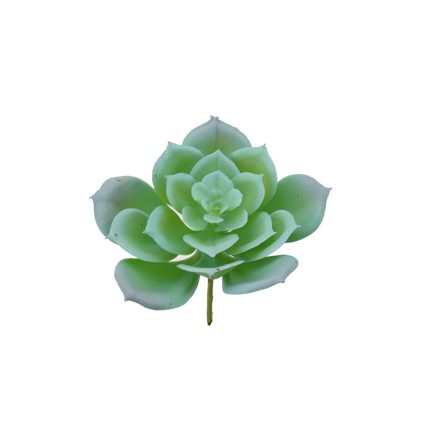 Aeonium Succulent D8x10cm