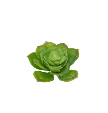RT Aeonium Succulent D10x11cm