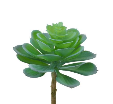 Aeonium Succulent D13x17cm