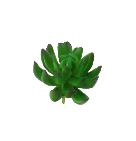 Jelly Bean Succulent D8x10cm