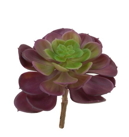 Aeonium Succulent D14cmX17cm