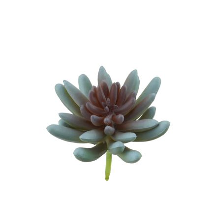 Jelly Bean Succulent D7x10cm