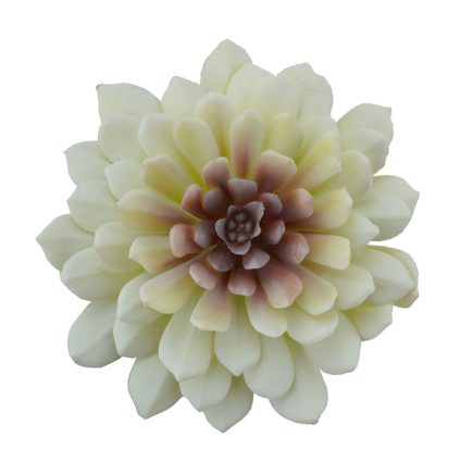 Lotus Succulent D13x10cm