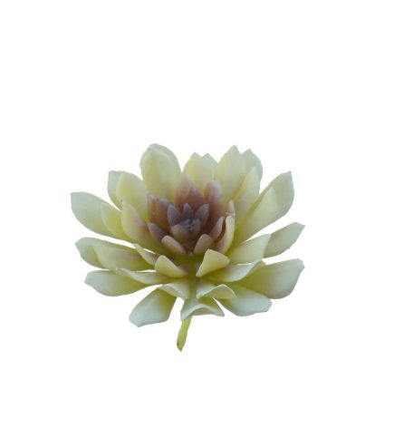 Lotus Succulent D9x9cm