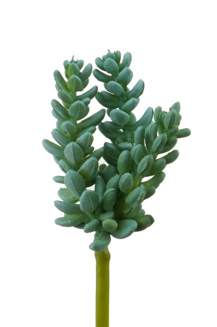 Mini Tom Thumb Succulent 13cm