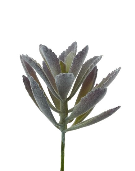 Panda Paw Succulent 18cm