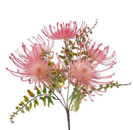 Pincushion Bush 33cm