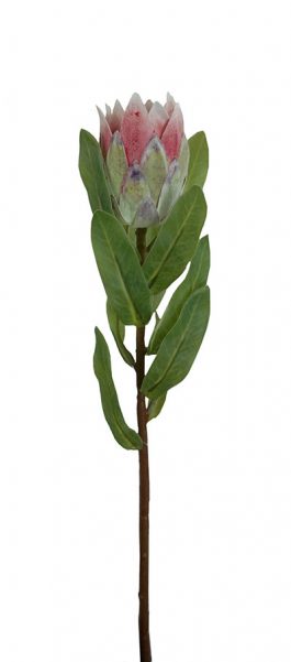 Protea Bud 38cm