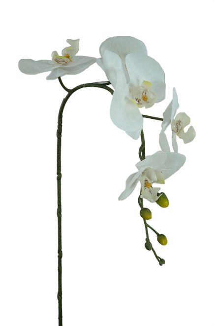 5H Real touch phalaenopsis orchid