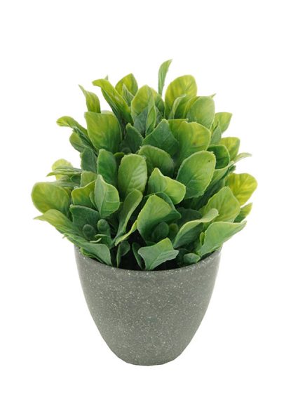 Potted Boxwood 20CM