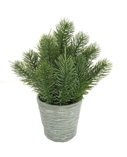 Potted Pine 24CM