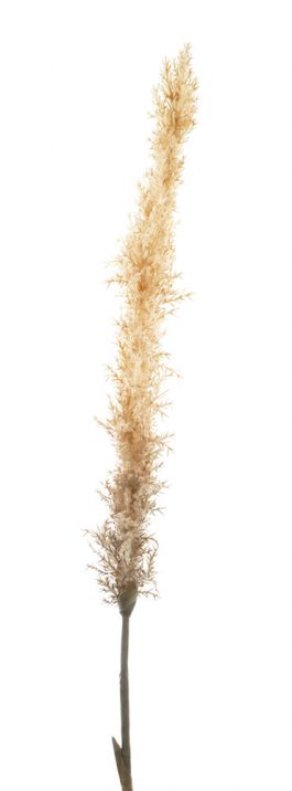 Pampas Grass 105cm