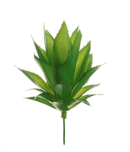 Agave Succulent D11x19cm
