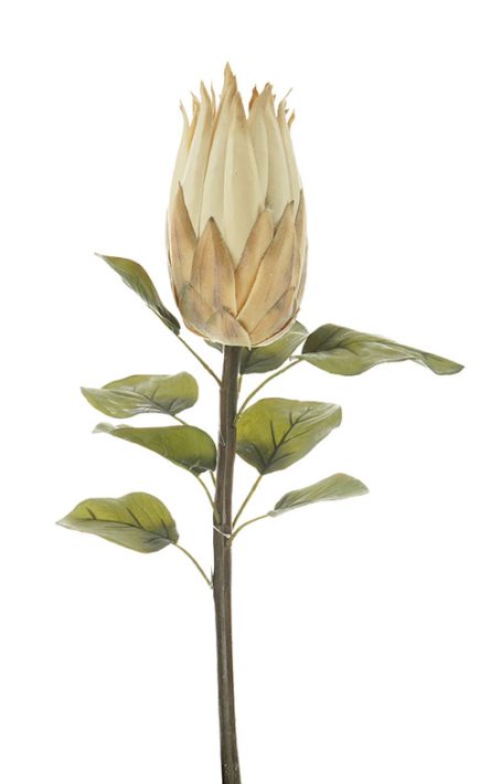 Protea Stem 68CM