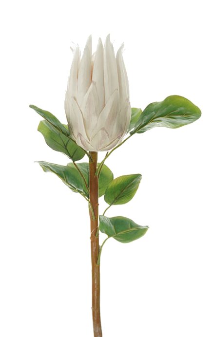 Protea Stem 68CM