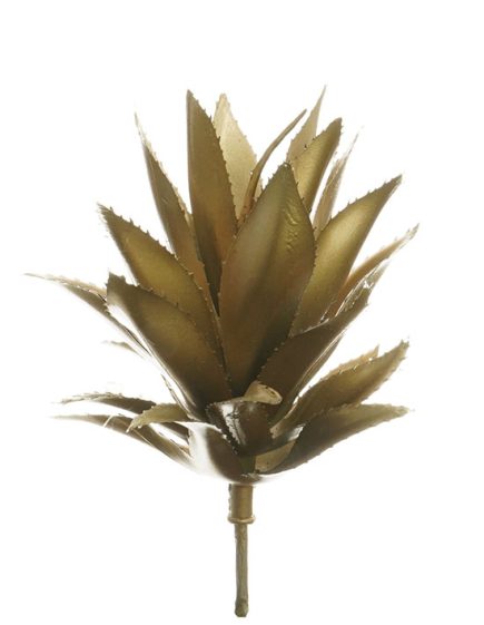 Golden Agave Succulent 18cm