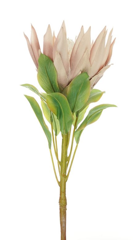 King Protea 73CM