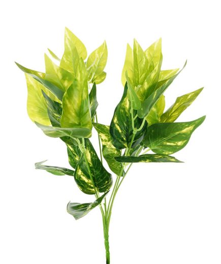 Variegated Pothos Bush 35CM