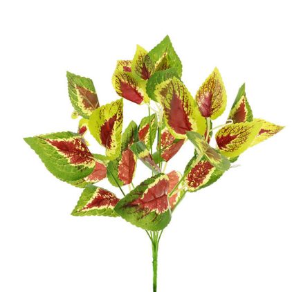 Coleus Red Bush 35CM