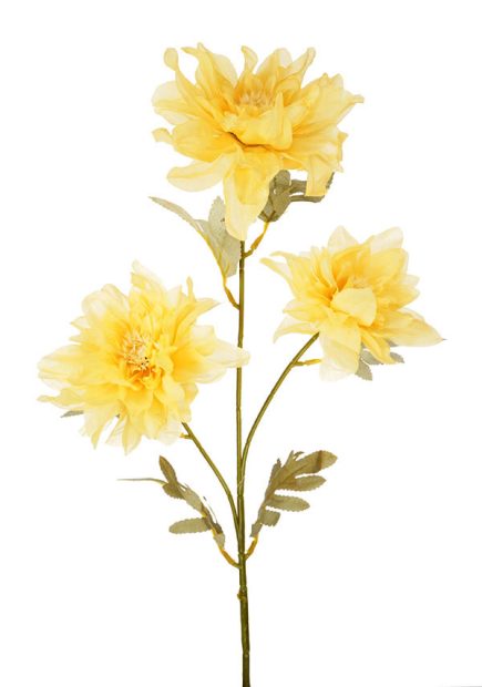 3H Dried Dahlia Flower 82cm