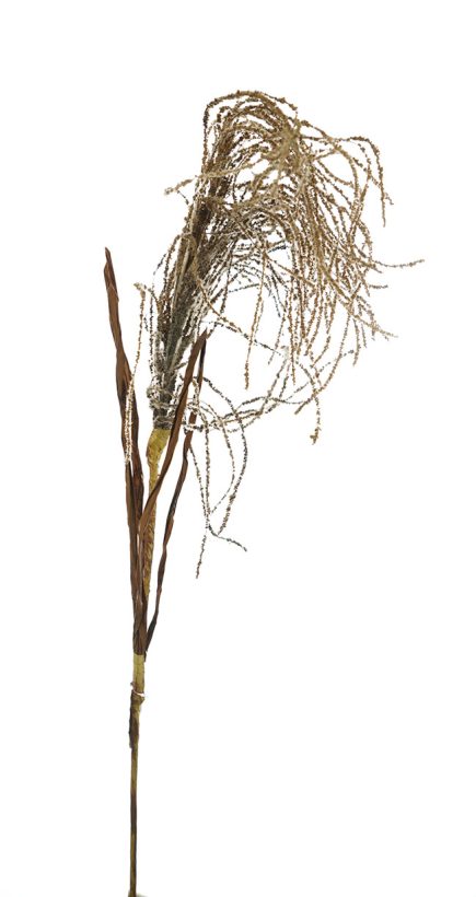 Dried Pampas 97CM
