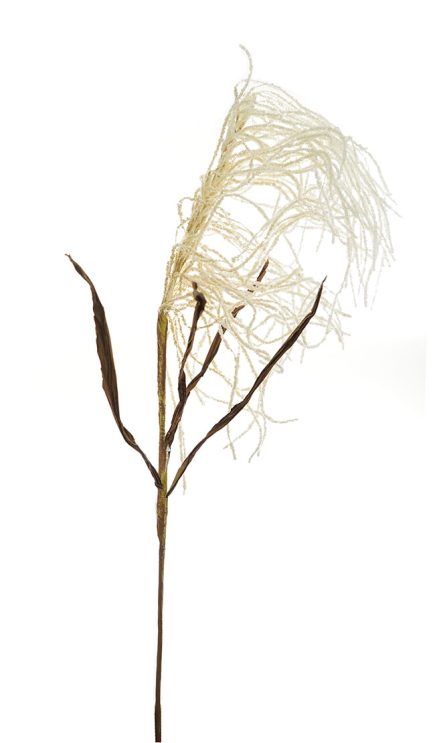 Dried Pampas 97CM