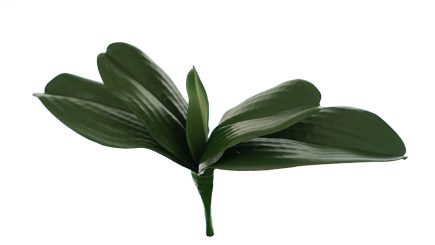 Orchid Leaves 29xH15cm