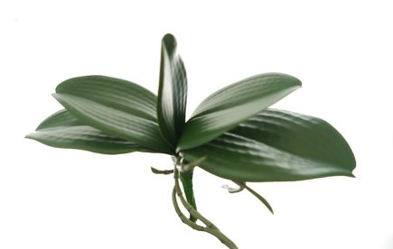 Orchid Leaves 23xH14cm