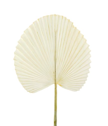 Golden Fan Palm Leaf 72CM